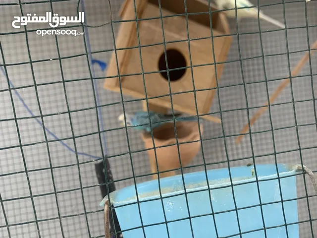 للبيع كناري مع القفص امورهن طيبه ذكر ونثى ولا بدل بطيور مثل ببغا