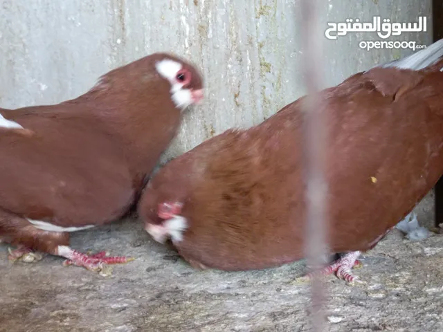 للبيع جواز منتجة