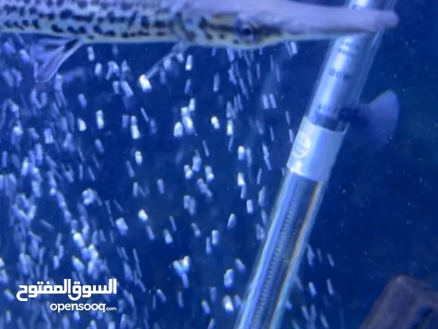 سمكه تمساح للبيع الطول 15 سانتي او اكثر
