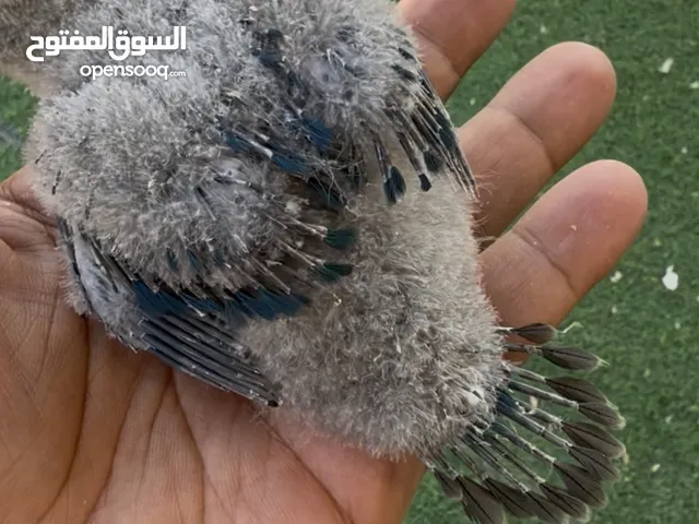 (لوري، صن كنيور، فايلوت توكوازي كنيور، قرين شيك كنيور، فايلوت سينامون كنيور، ألوان القرين شك)