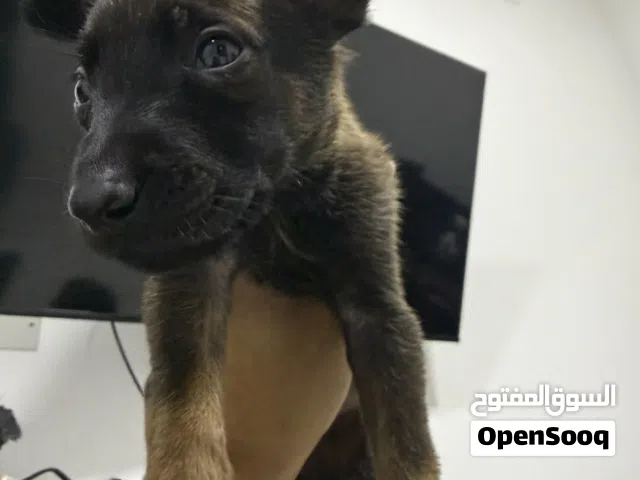 جراء ملينوا
