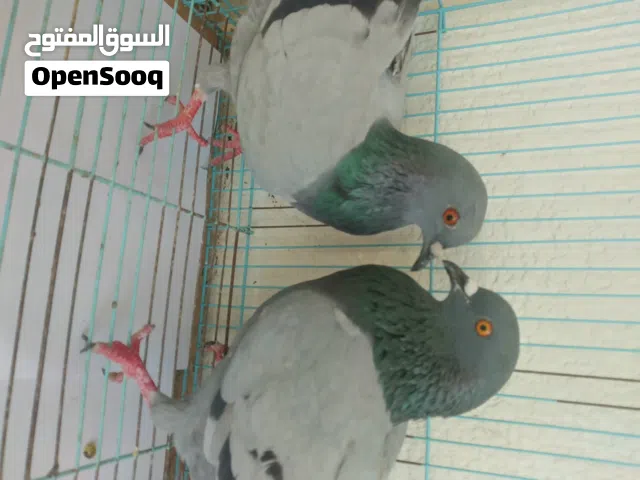 جوز حمام ذكر و انثى السعر 60 درهم بعجمان يوجد توصيل الي مناطق معينة