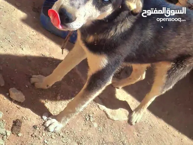 هاسكي ذكر للبيع عمر سنه سنه وشوي تقريبا