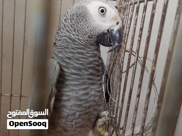السلام عليكم ببغاء زنجباري  ملاحظة : التواصل على الواتس