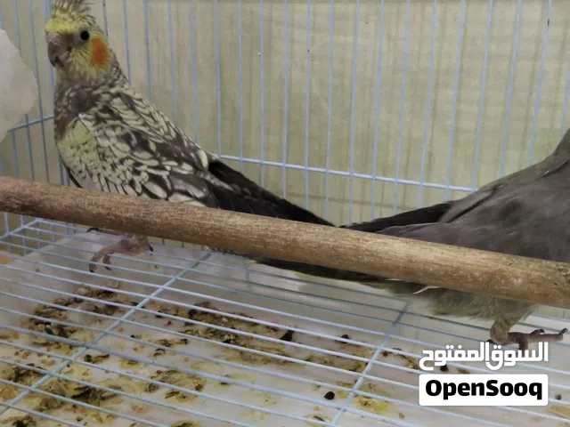 للبيع كوكتيل أليف في زوج وفي اخوان وفي ذكر