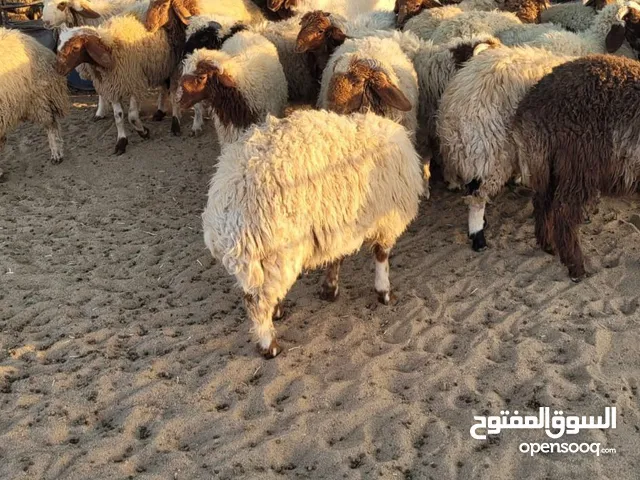 للبيع ذبايح شفالي نعيمي سوري