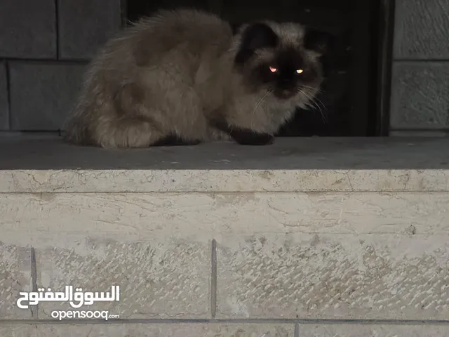 قطه هملايا