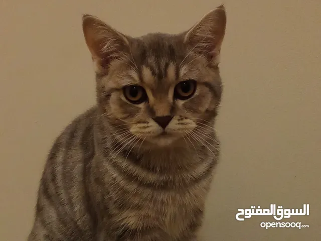 قطة و كتينز سكوتش فولد و ايرش للبيع