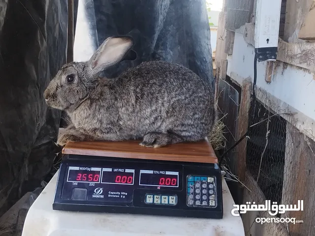 اناث هجين أبرق