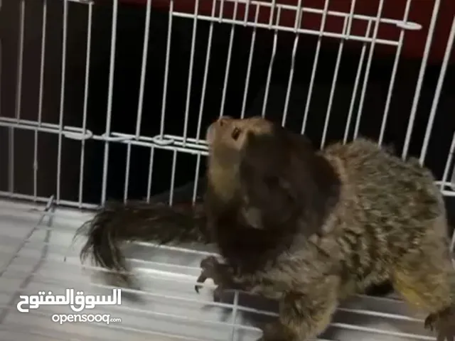 قرد المارموسيت بلاك تافتد