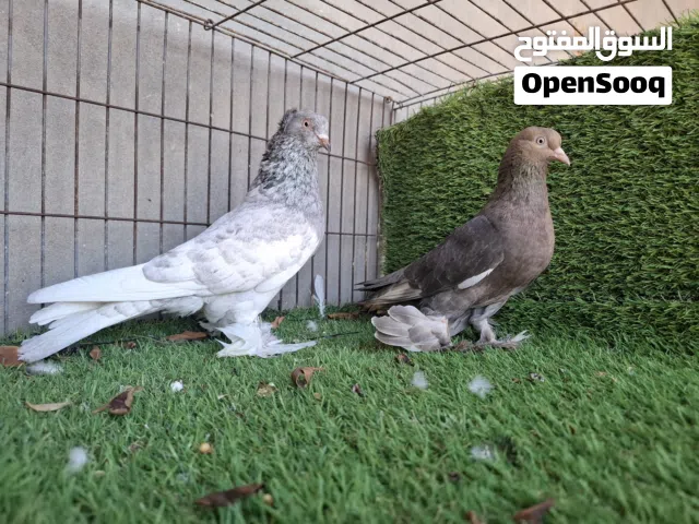 رصاصي x زيتي