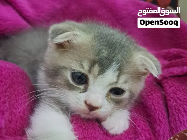 Kittens scotch fold pure 8 weeks old.  Two male -gray with white and one female gray color