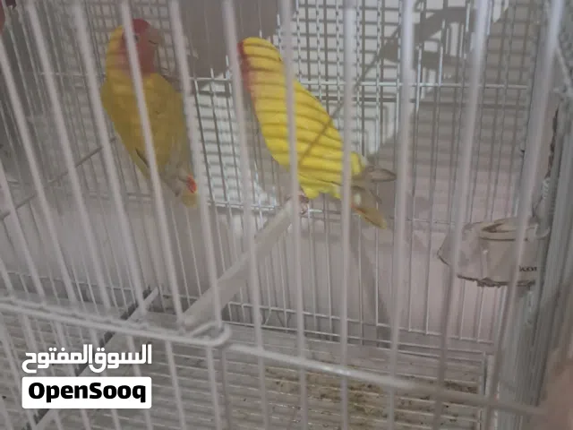 Lutino Rosy-faced Lovebird