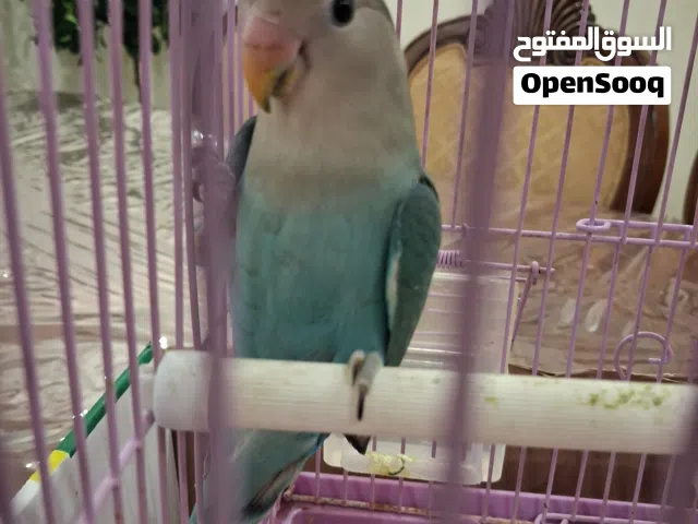 ثلاث عصافير من نوع الروز