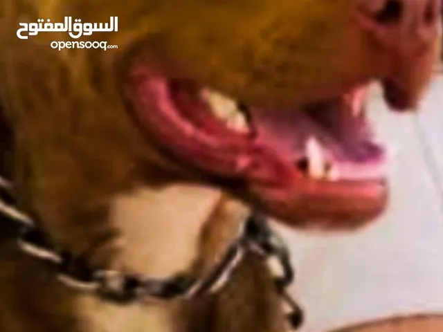 كلب للبيع بيتبول