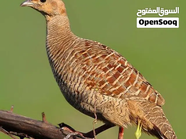مطلوووب ذكر صفارد بسعر مناسب عادي أي نوع المهم انه ذكر
