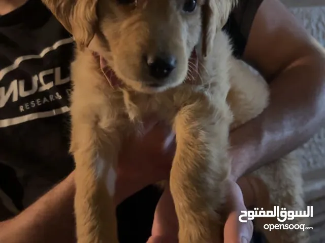 جروه جولدن ريتريفر