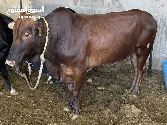 ثور الدار اكللبيع