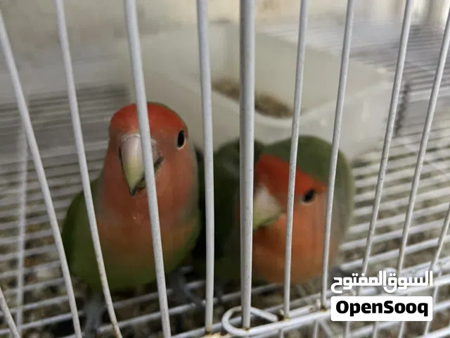 زوج طيور حب(لافبيرد) مايخافون