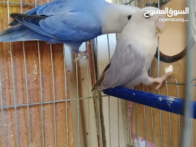 قص روز النتاية برونز فالو والدكر اسبليت برونز فالو للبيع