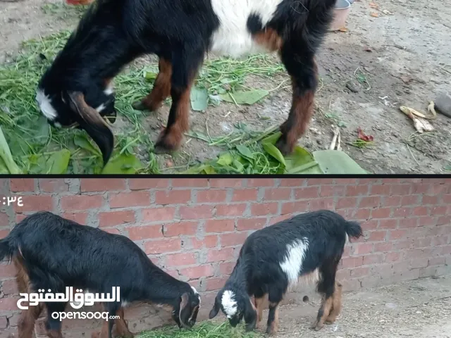 معزتين بلدي كاسرين اربعة معشرورش ولا مرة لسه بخيرهم ينفعوا قنية وينفعوا لحم