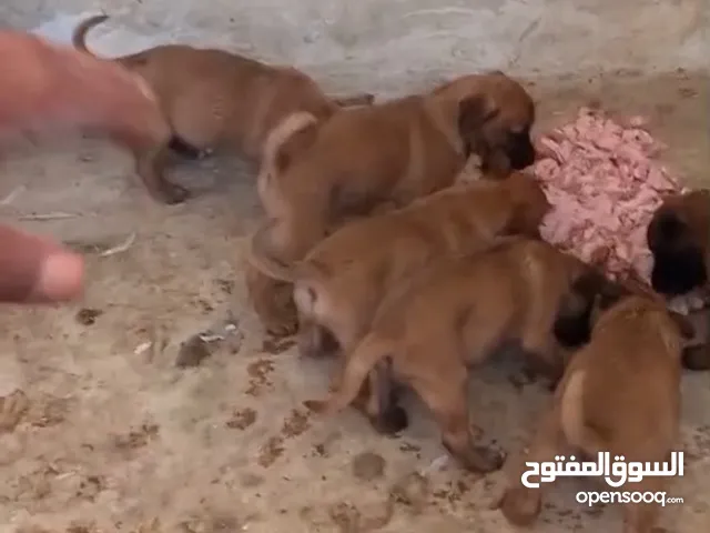 بلحم بيور ..