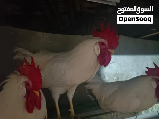 ديج ابيض للبيع
