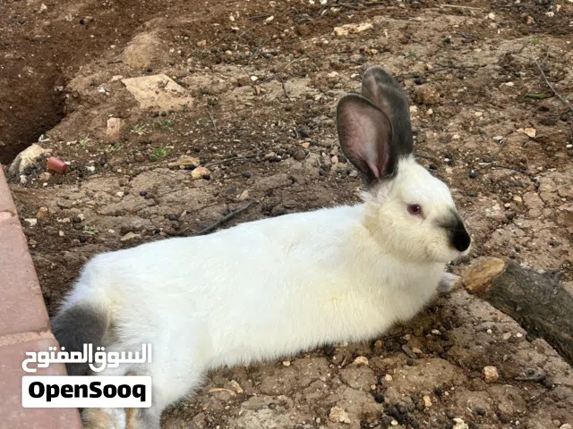 ارانب هجين بابيون حبة نظيفة