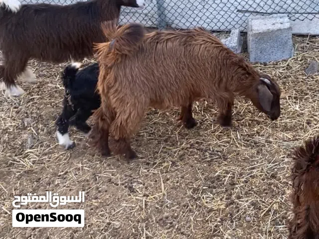 للبيع سخلان اعمارهن 5 شهور