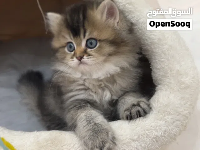 كيتن سكوتش بيور