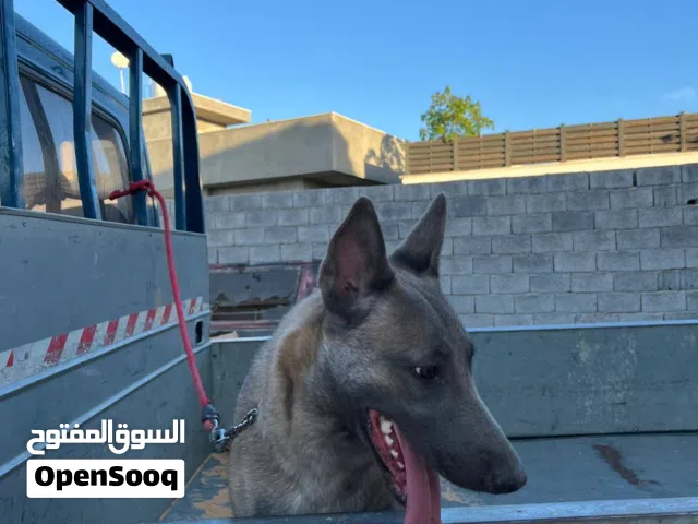 انثي مالينو العمر سنتين ونص مواصفات ربي يبارك كلاسيكي