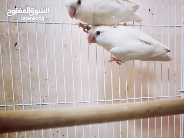 African lovebirds
