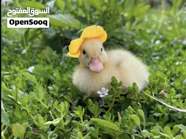 بط مصري صغار