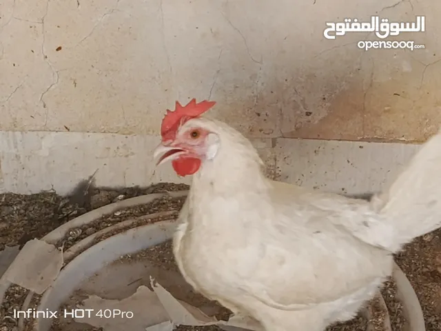 جاج بلدي وإبراهيمي ومصري للبيع  (جاج بياض)