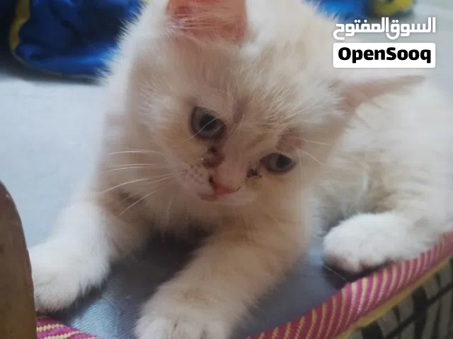 قطط اثنين  لون اييض ذكر ولون الاسود كاليكو نوعيه نادره انثى  ثنيهم  للبيع  واعمارهم شهرين ضبط