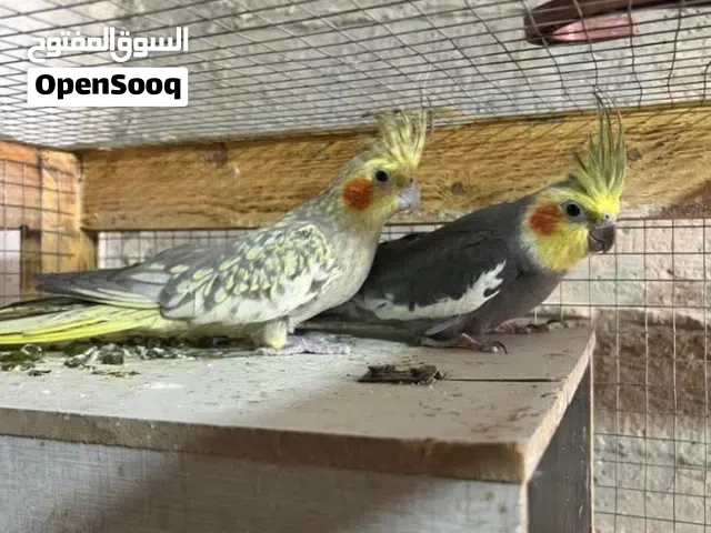 جوز دره للبيع  جوز كوكتيل شغال تحتو 3بيضات
