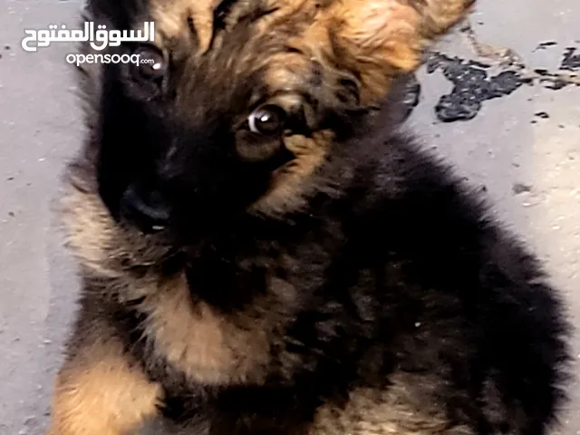 جروه جيرمن اصل