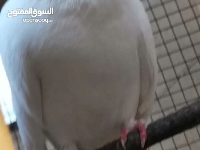 حمام محلي اليف