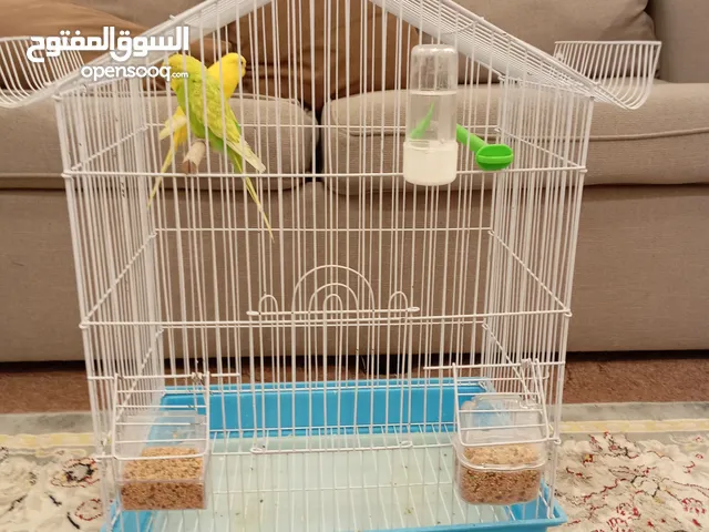 عصافير الحب بصحه جيده