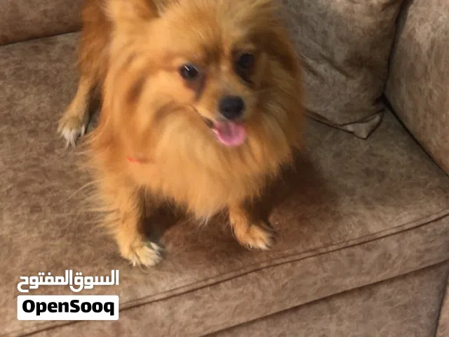 البيع شواوه معها تطعيم تسمع كلام الجاد يتواصل شوف الوصف