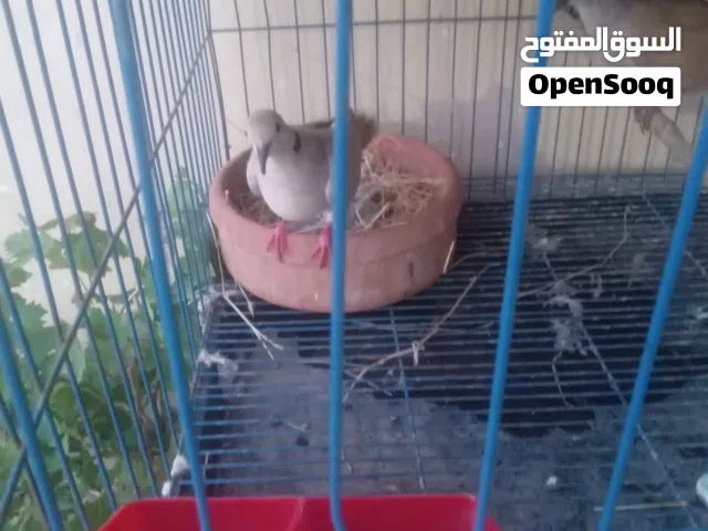 حمام ياكريم