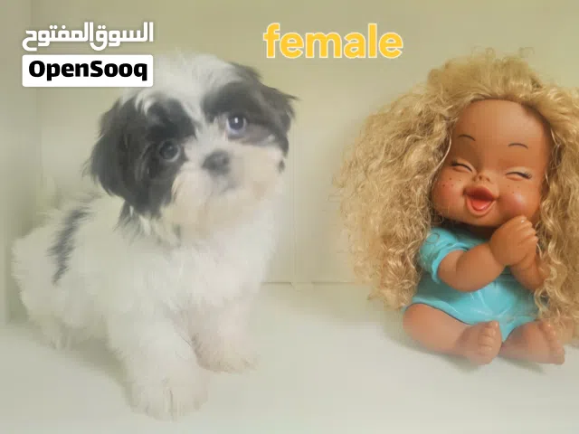 shihtzu peur   شيتزو بيور