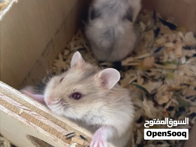 مجموعة هامستر عدد تقريباً 15