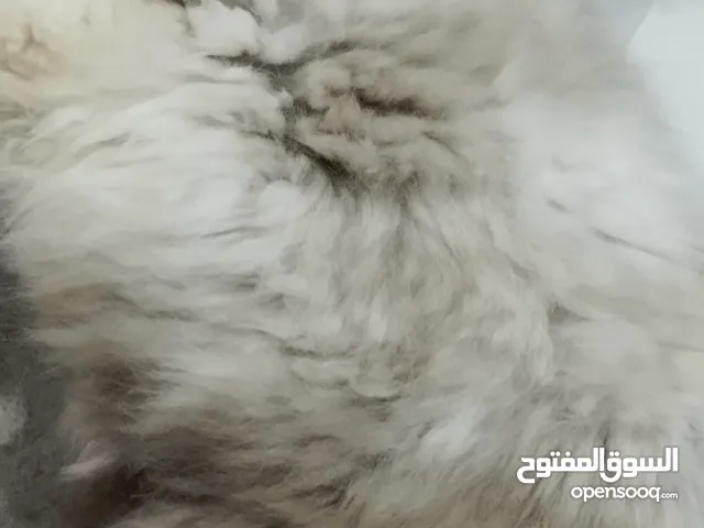 قطه جميله جدا وذكيه