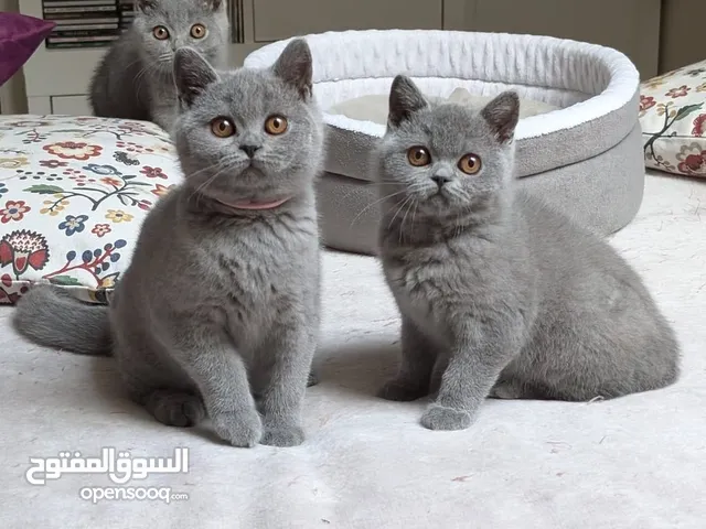 British shorthairs kittens available