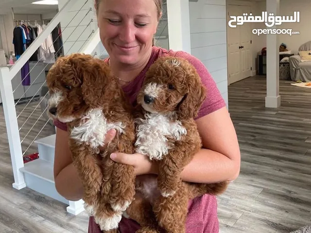 Goldendoodle Puppies Available