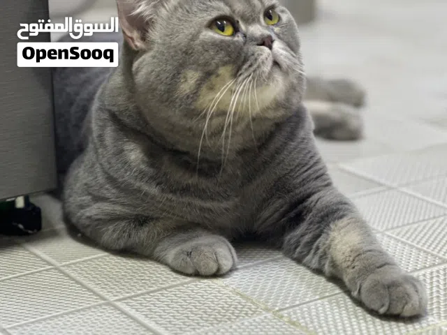 قطط سكوتش ستريت