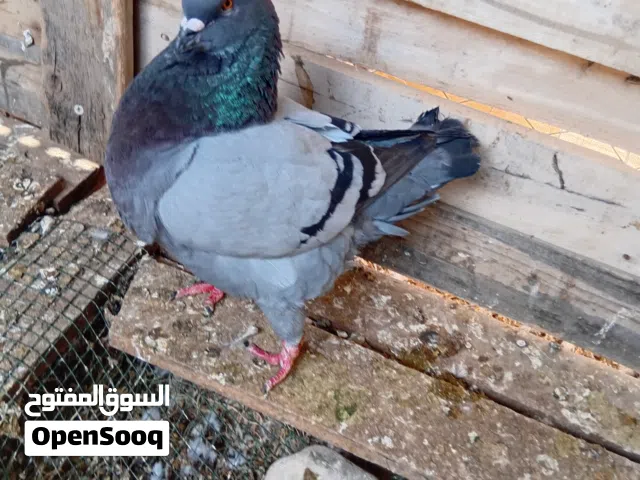 كنج. سعر نار