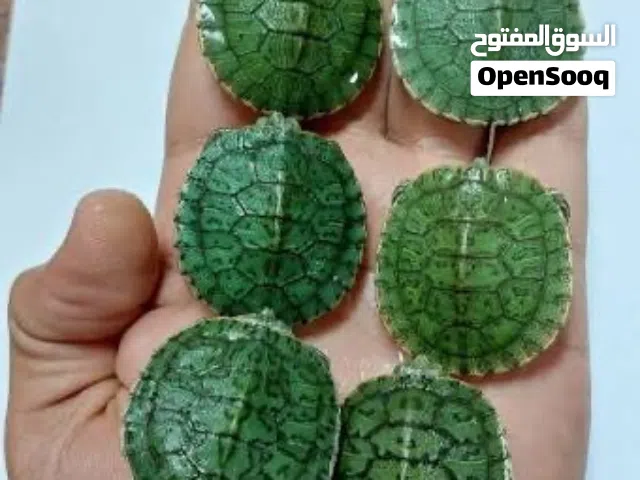 متوفر سلاحف مائيه وبريه