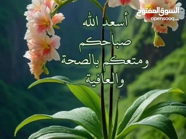 خمس نعاج جهمات سن 650
